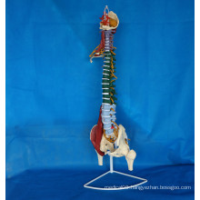 Labeled Human Soft Spine Skeleton Model for Medical Teaching (R020706)